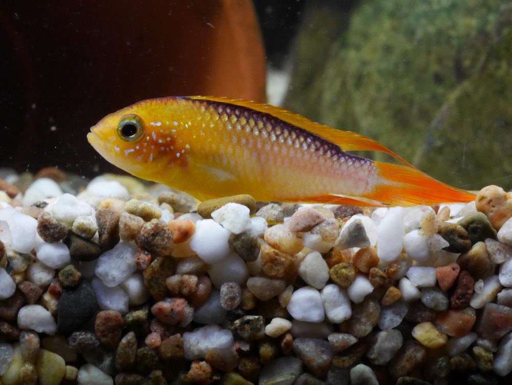 Clamped Fins Archives