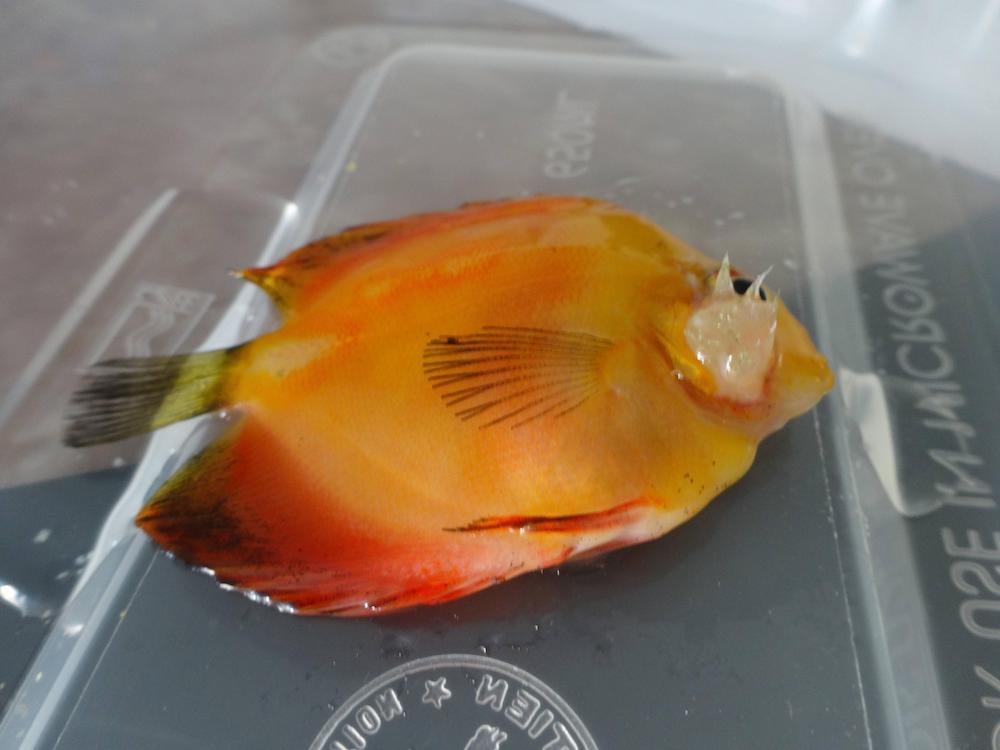 Fluke Fish Parasite at Marvin Pickett blog