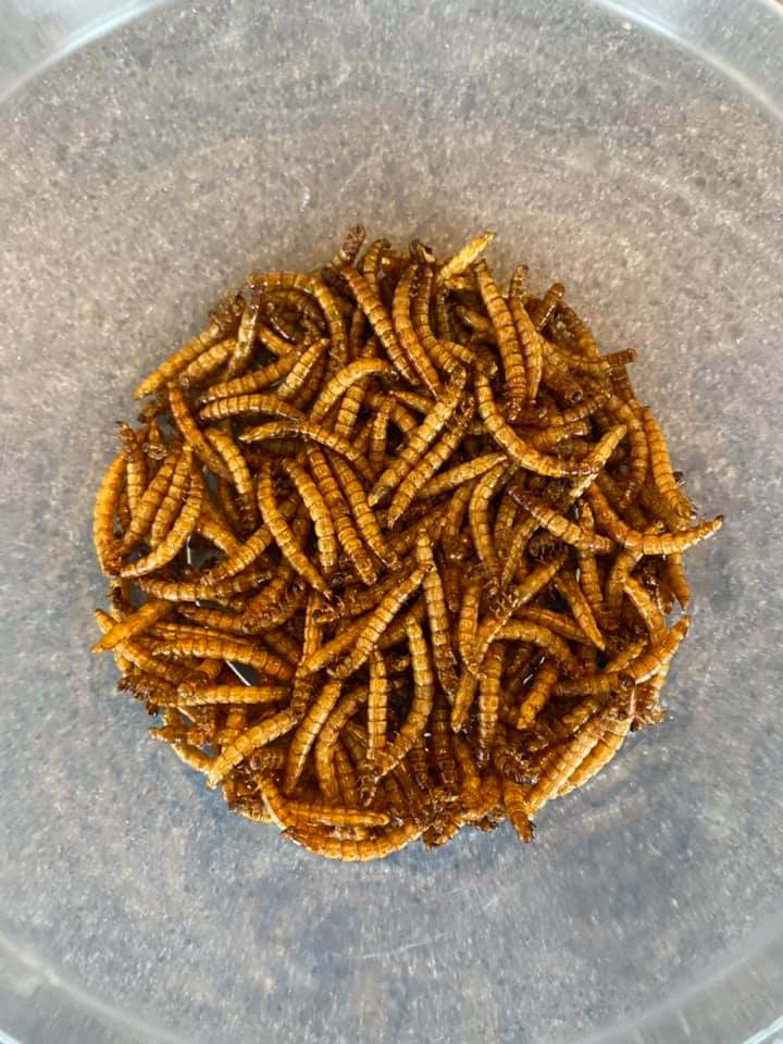 Freeze Dried Mealworms For Koi & Pond Fish, Large Fish, Turtles, Birds, & Reptiles - Image 4
