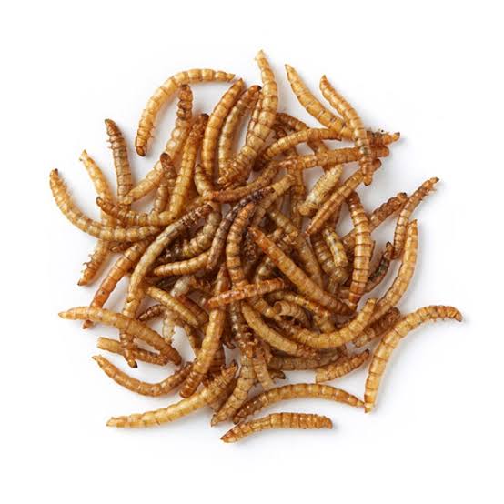 Freeze Dried Mealworms For Koi & Pond Fish, Large Fish, Turtles, Birds, & Reptiles - Image 3