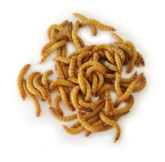 Freeze Dried Mealworms For Koi & Pond Fish, Large Fish, Turtles, Birds, & Reptiles - Image 2