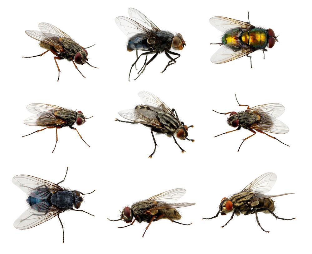 Common House Flies, Freeze Dried, Free Shipping Included - Image 3